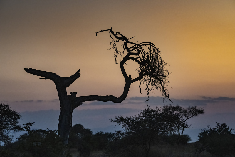 Lions-Quiet-Sunset_DGW9069-2-copy