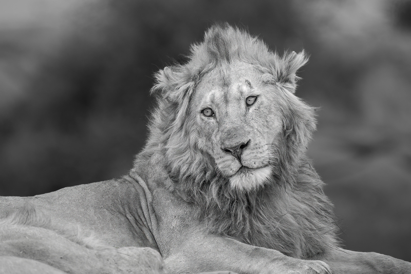 Majestic-Mfalme