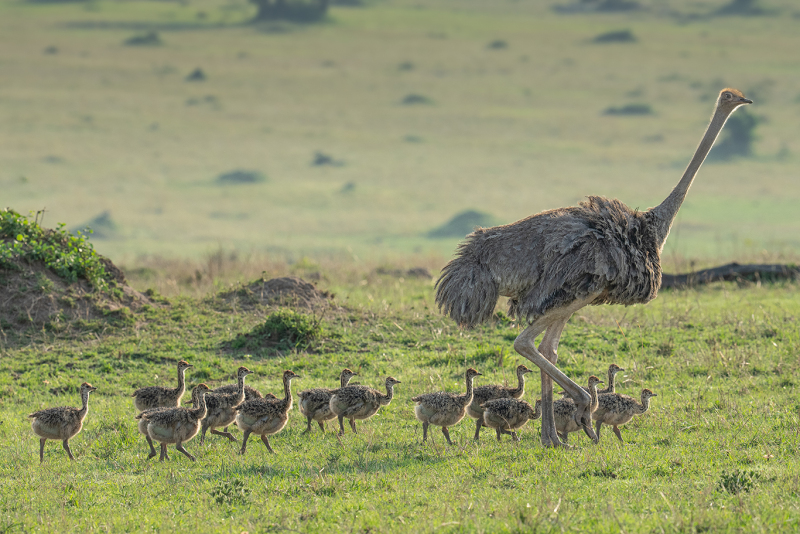 Mama-Ostrch-and-her-Brood