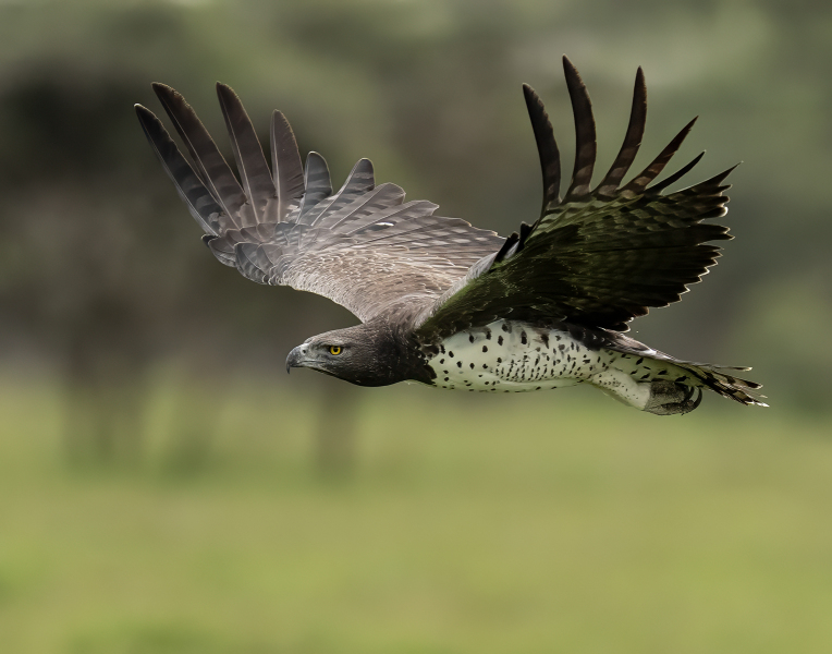 Martial-Eagle