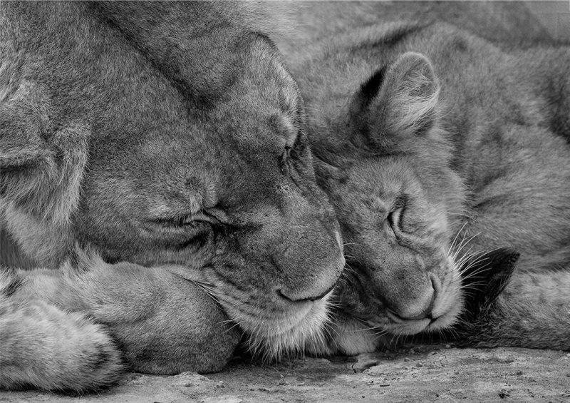 Mother-and-Cub-Love-BWcopy