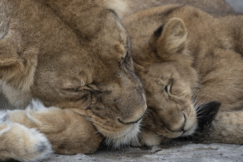 Mother-and-Cub-Love-Card_DGW7214-copy