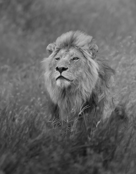 Noble-King_DGW0803-BW