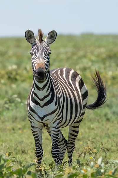 One-Young-Zebra