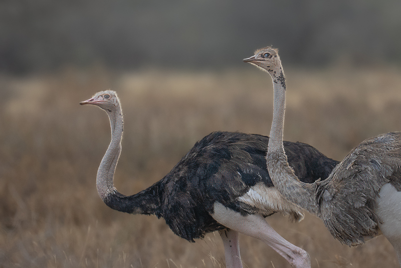 Ostrich-Glance