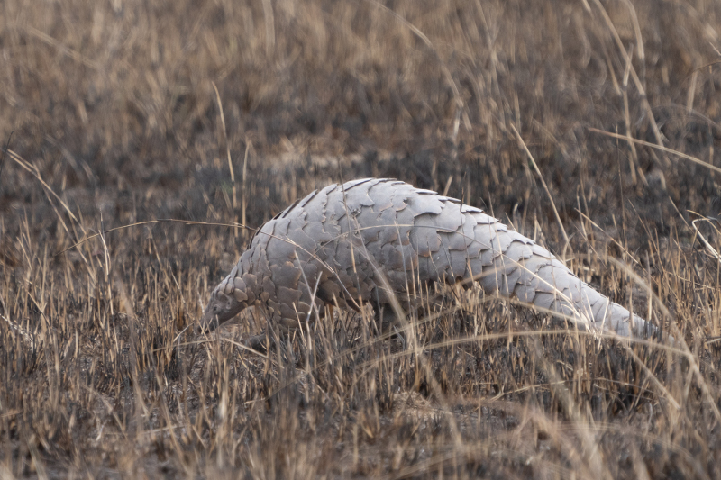 Pangolan-Small_DGW1332-copy