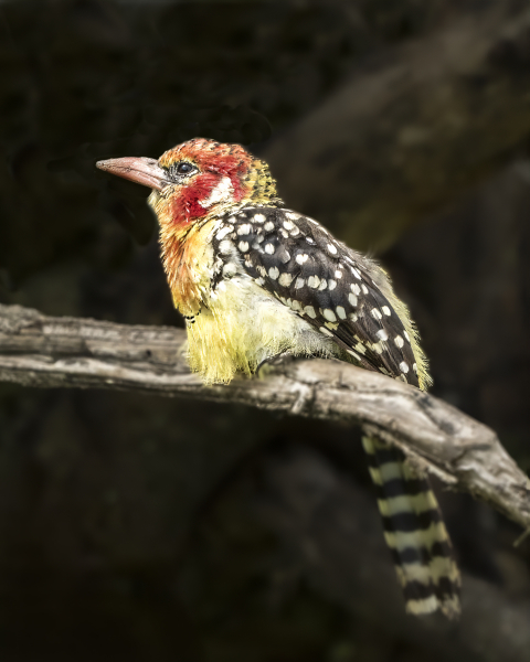 Red-and-Yellow-Barbet