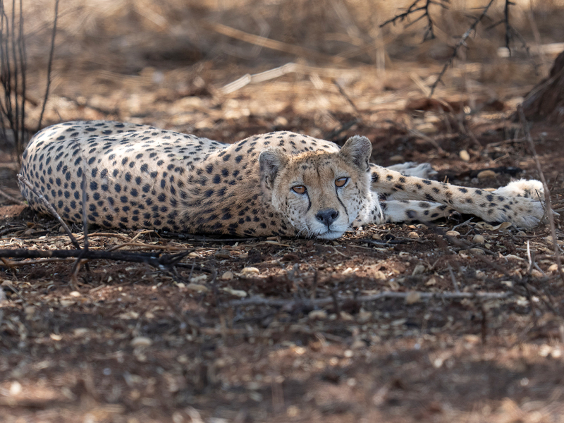 Relaxed-Cheetah