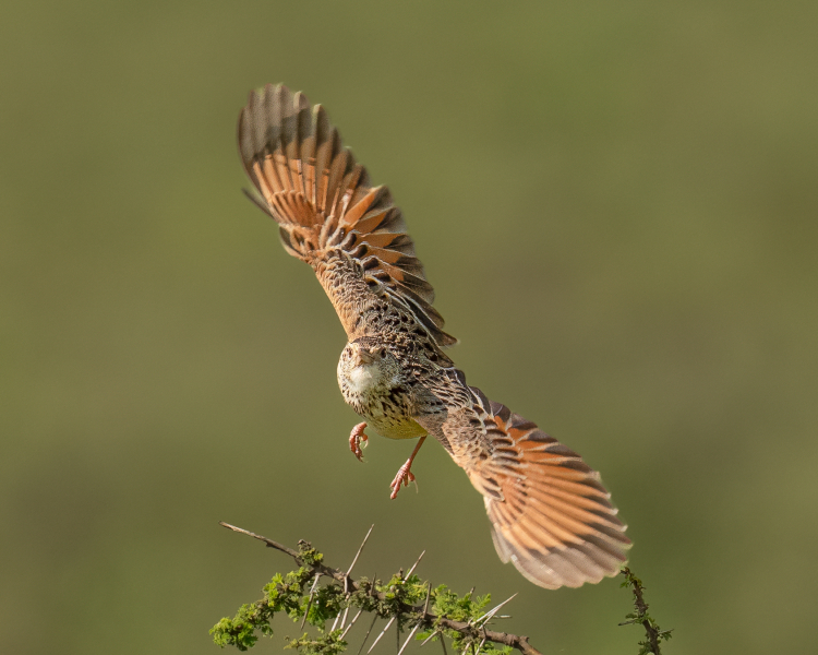 Rufous-naped-Lark