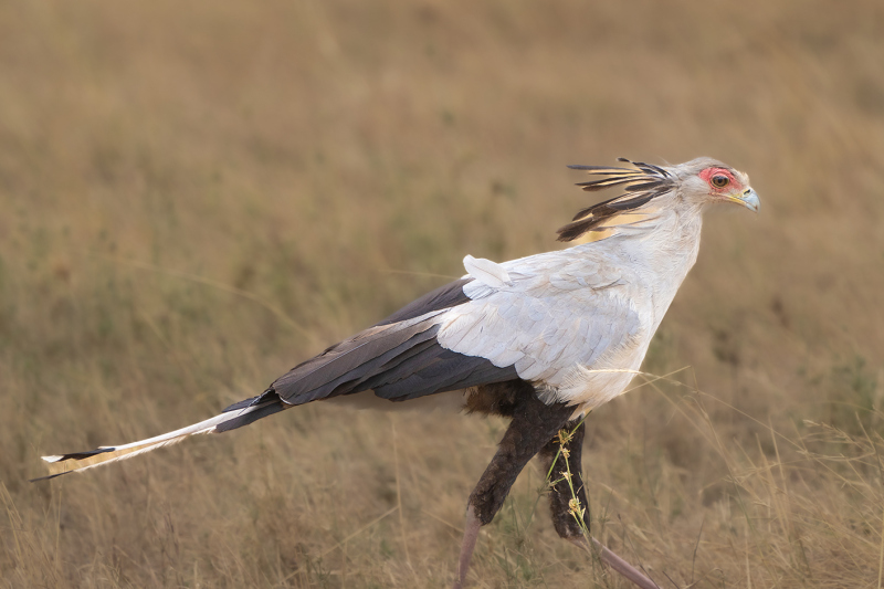 Secretary-Bird-Small_DGW1364-copy-2