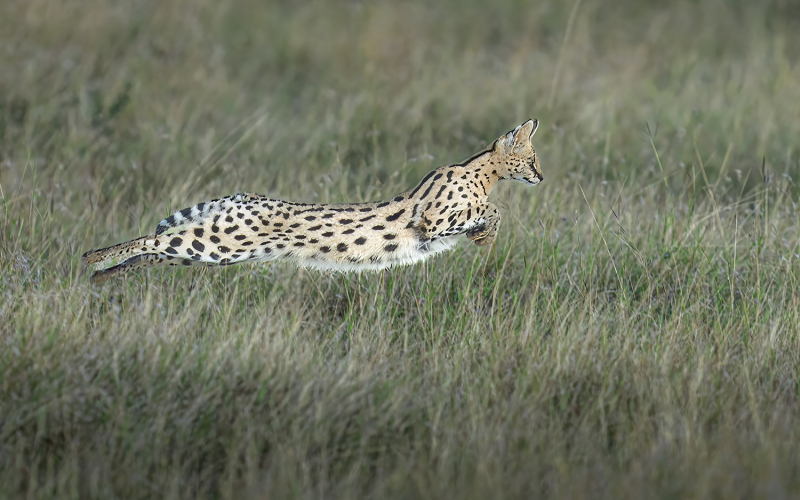 Serval-Leap-DSC08506-small