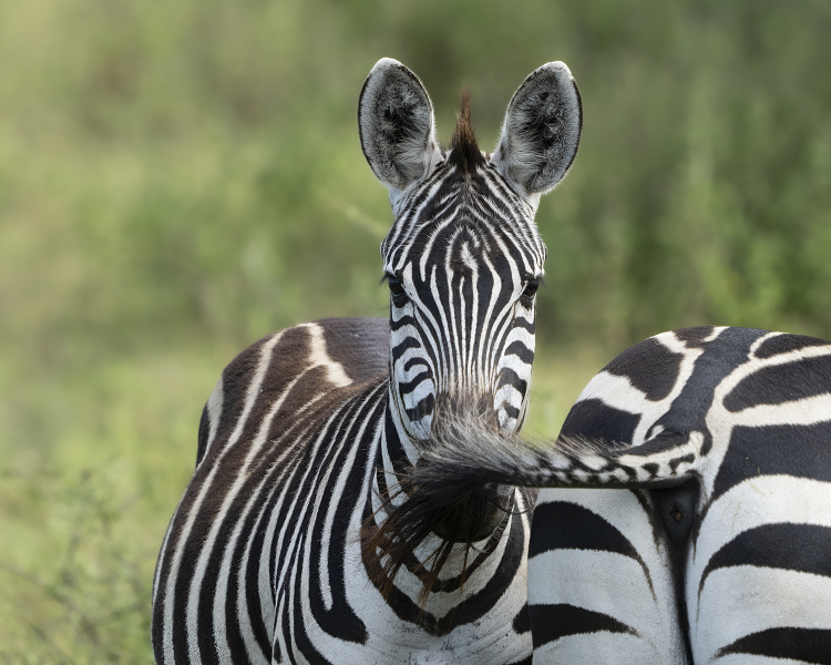 Tanzania-Fly-Swatter