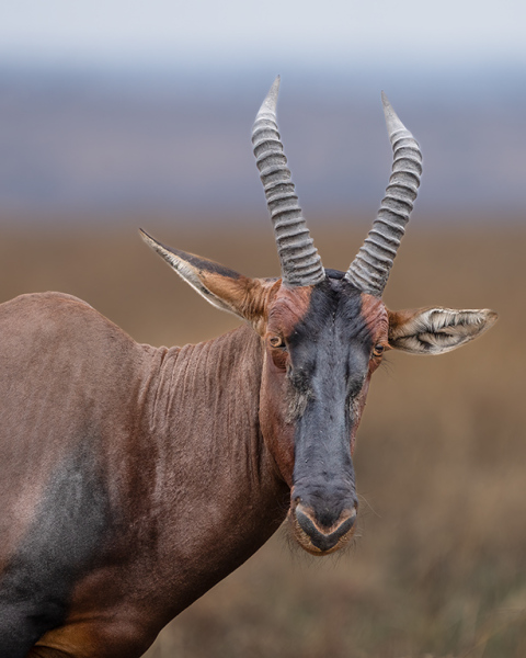 Waterbuck-Gaze