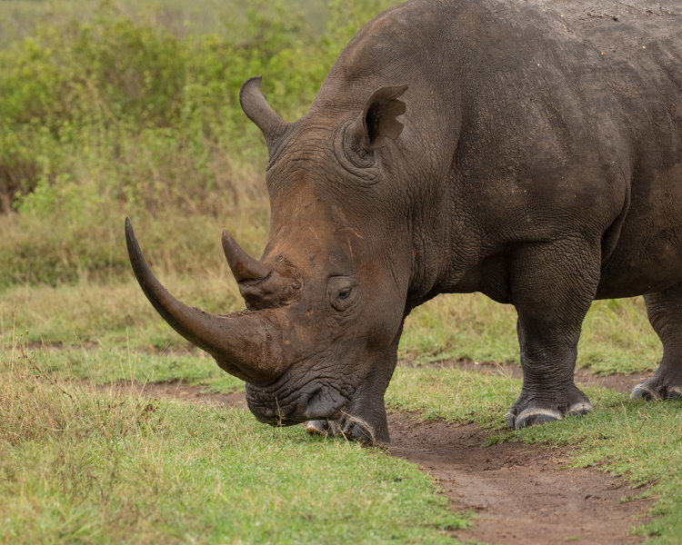 White-Rhino-in-Nairobi-NP