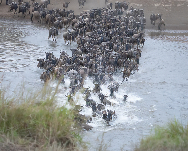 Wildebeest-Crossing