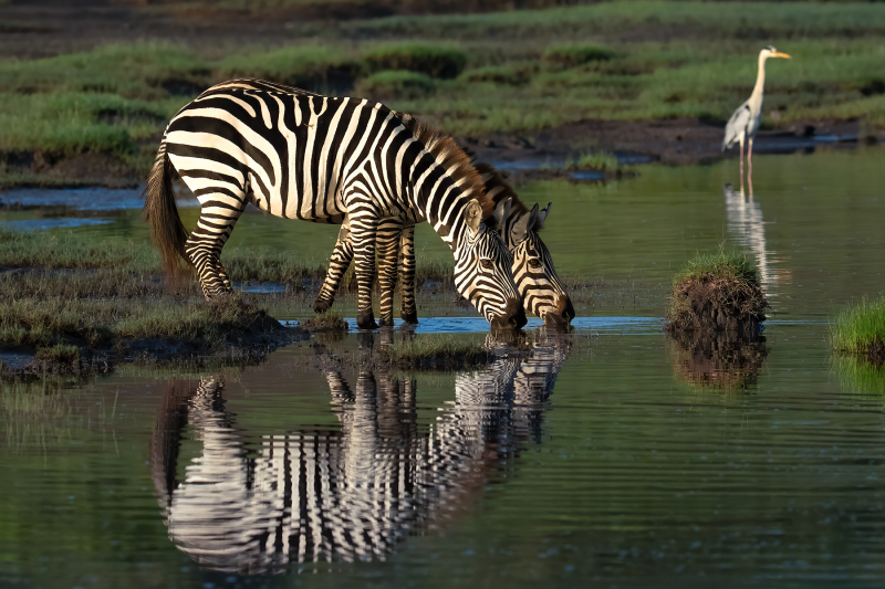 Zebras-and-Heron-in-Morning-Light