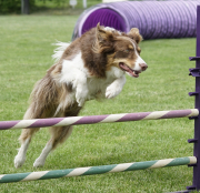Border-Collie