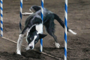 Contorted Dog