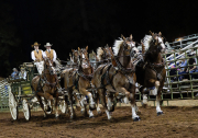 Cunningham-6-Horses