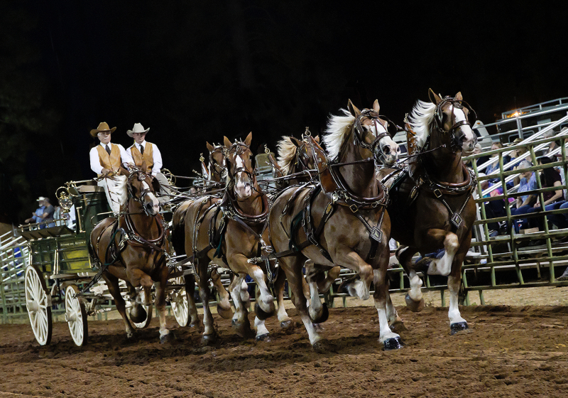 Cunningham 6 Horses