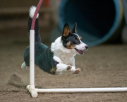 Corgy Jump