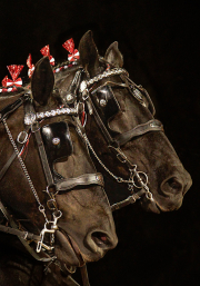 Draft-Horse-Bling