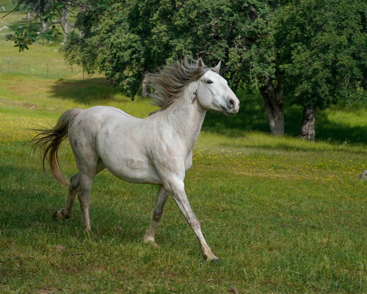 Flying-Mane-Beauty