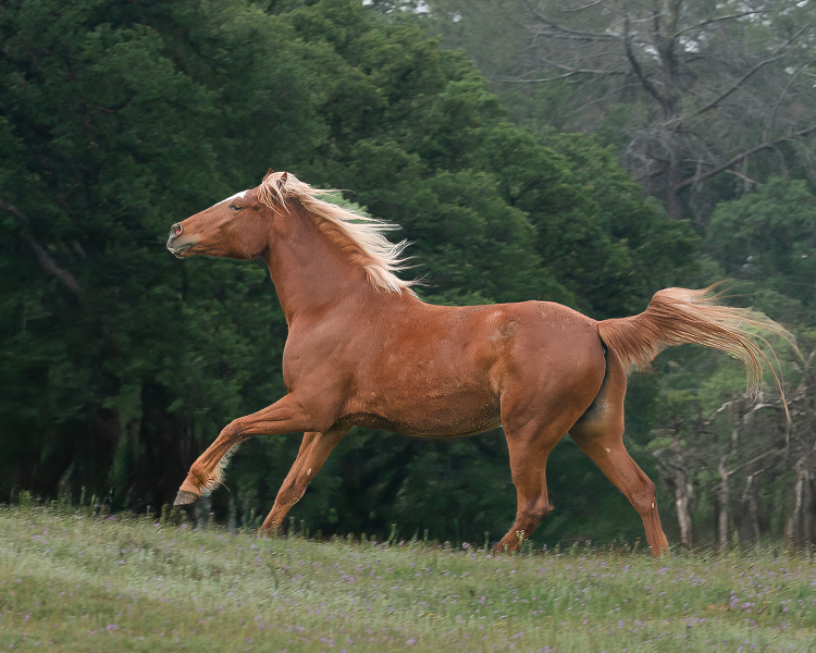 Flying Mane and Tail