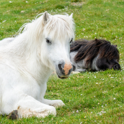 Irish-Ponies