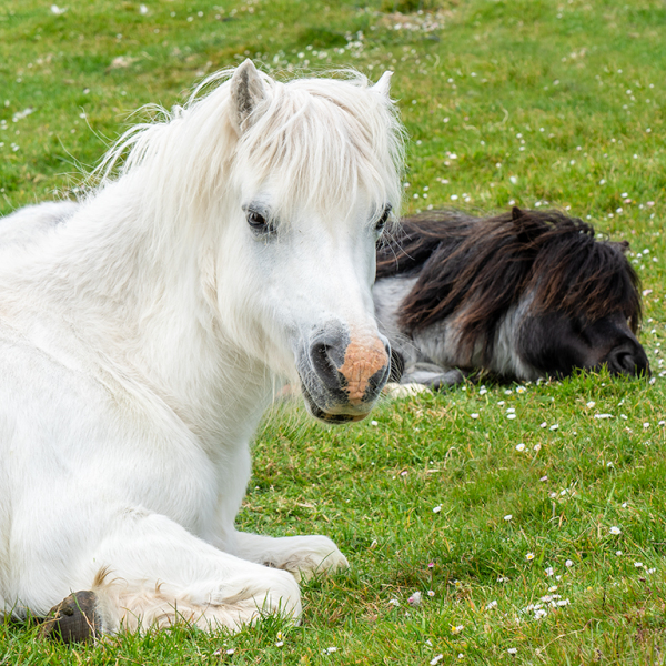 Irish Pony