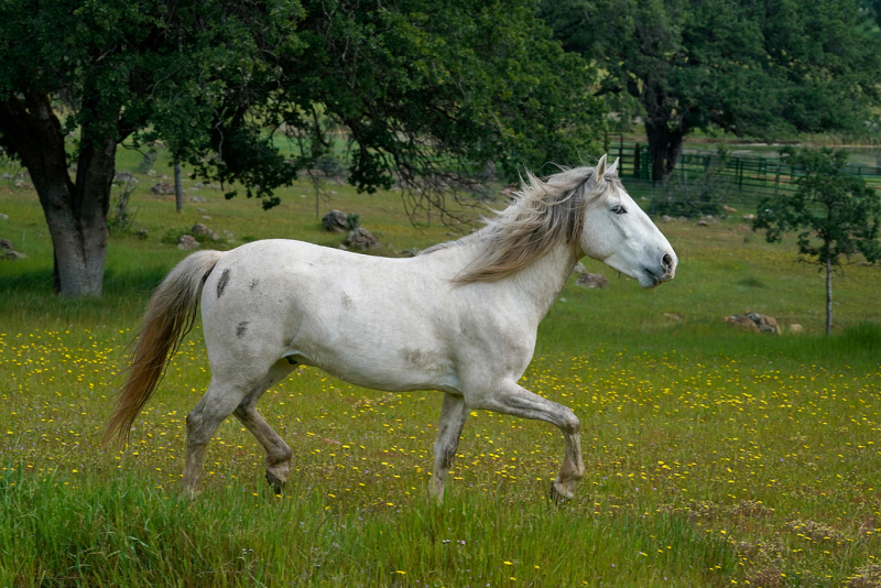 Pasture-Beauty-Trot-small