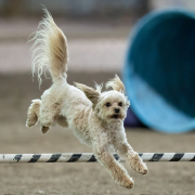 Small-Dog-Big-Jump