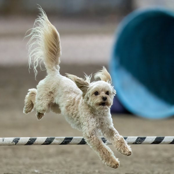 Small Dog Big Jump