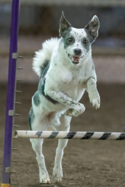Standup-jump