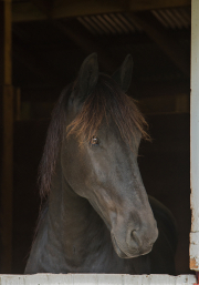 Sweet-Friesian