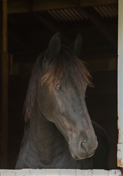 Sweet Friesian