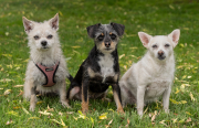 Three-Pals-at-WAG