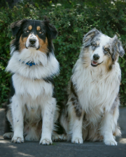 Two Austrian Sheperds