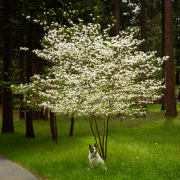 Zoe-Under-the-Dogwood