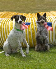 dogs-and-flags
