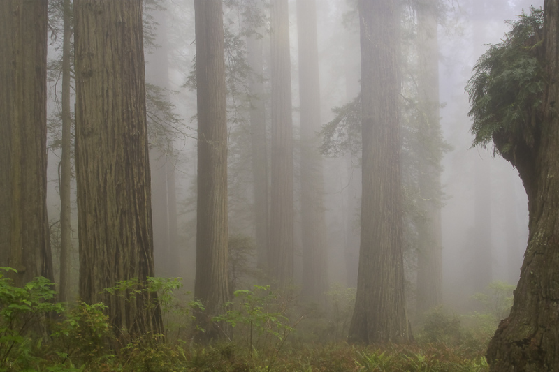 Ancient Forest II