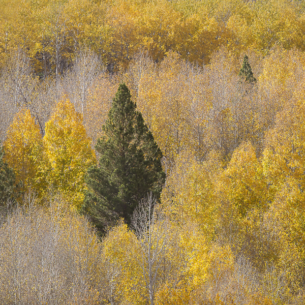 Aspen Colors