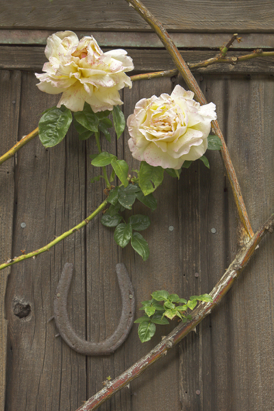 Barnwood-Rose