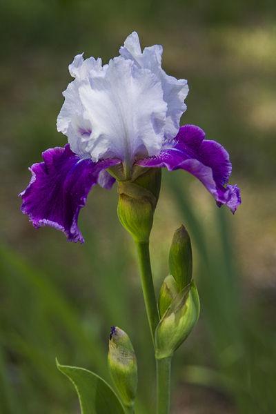 Bearded-Iris-2