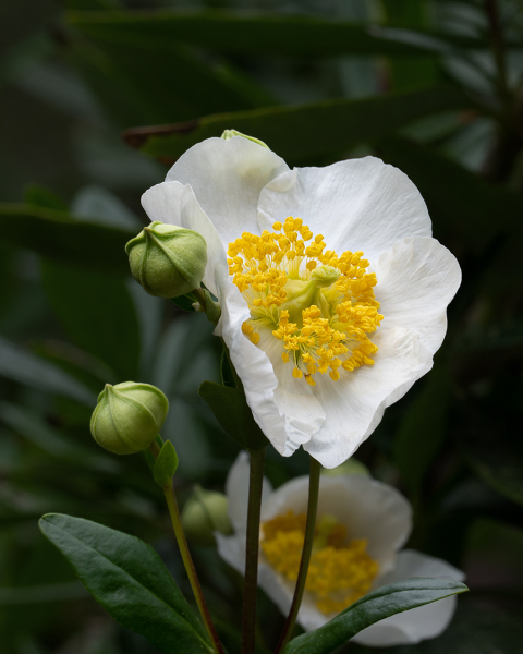 Bush-Anemone-Bloom