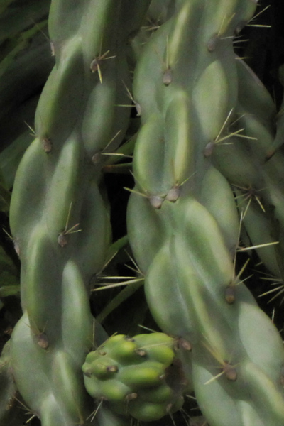 Cactus-Twine