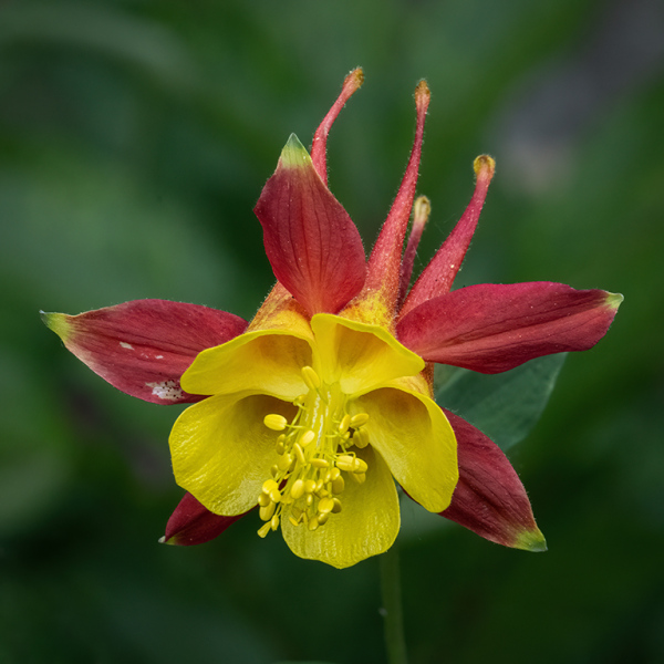Columbine-in-Yard