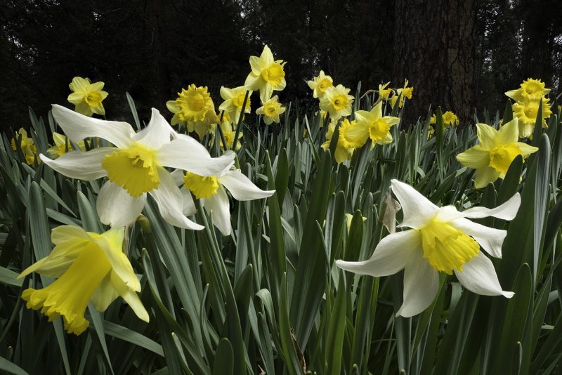 Daffodil-Gang-web