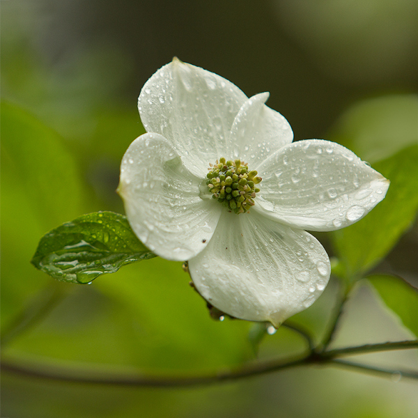 Dogwood-Dew