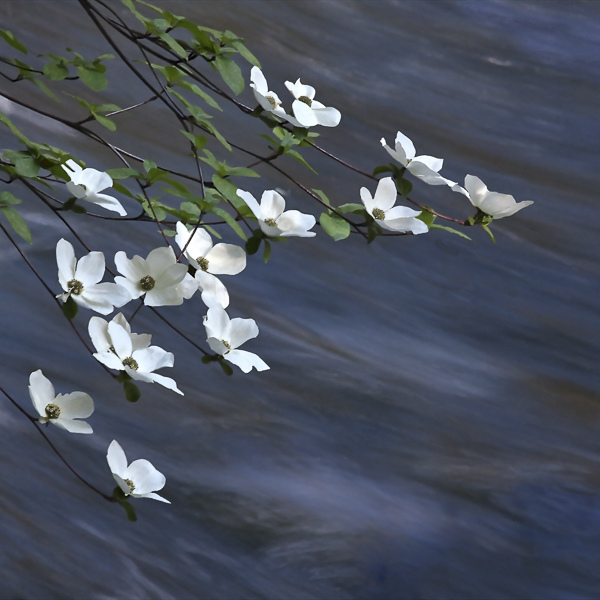 Dogwood on the Merced